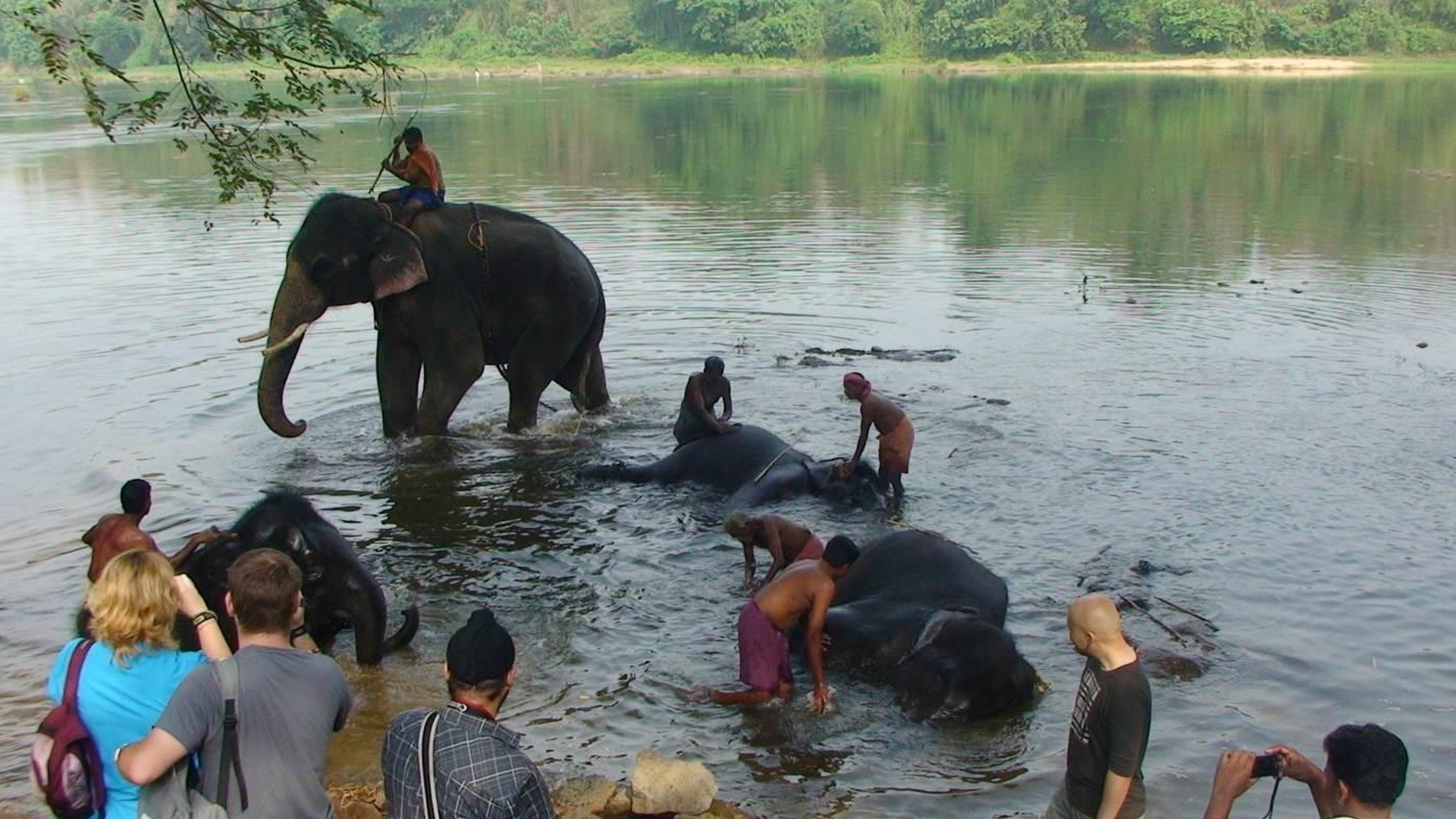 Kodanand Elephant Training Centre Activities